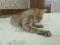 Миниатюрная кошка Шейла в добрые руки. Фото 2.