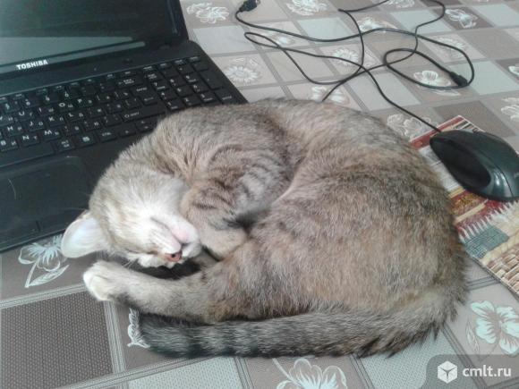 Миниатюрная кошка Шейла в добрые руки. Фото 5.