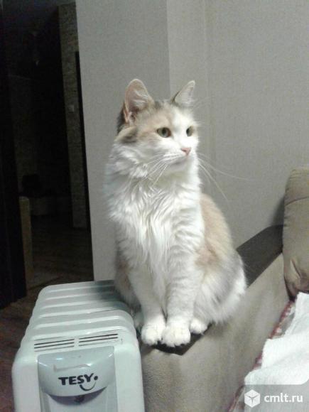 Кошечка трехцветного окраса в добрые руки. Фото 1.