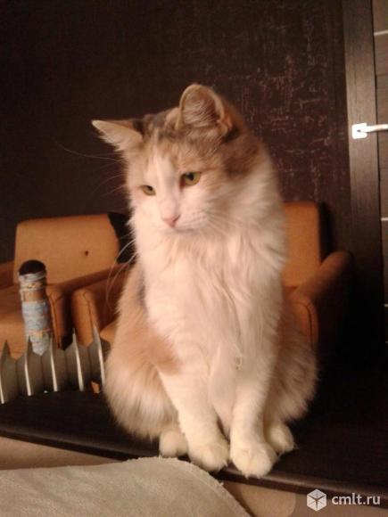 Кошечка трехцветного окраса в добрые руки. Фото 5.