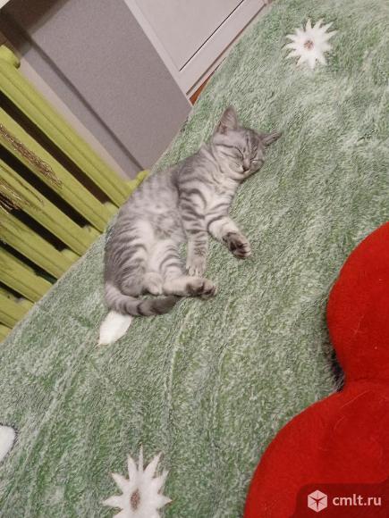 Отдам котенка. Фото 2.