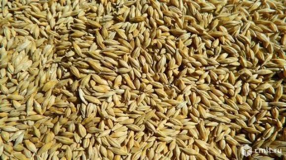 Зерно. Фото 1.