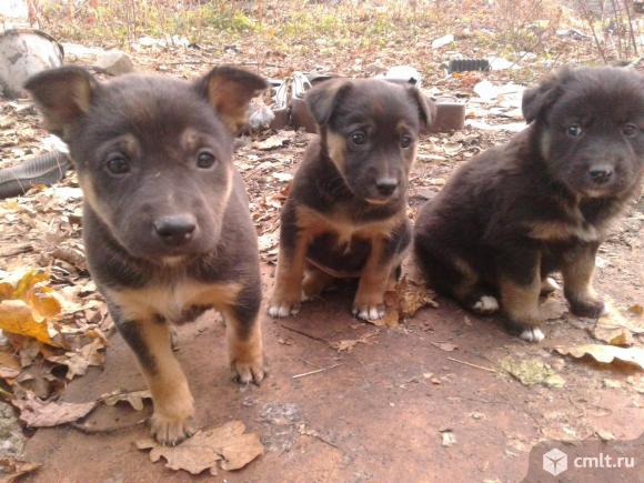 Щенки дворняжки в добрые руки. Фото 1.