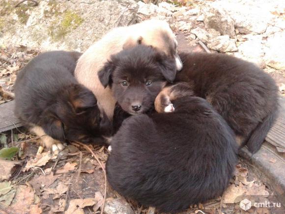 Щенки дворняжки в добрые руки. Фото 7.