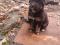 Щенок черного окраса (мальчик) в добрые руки. Фото 2.