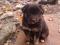 Щенок черного окраса (мальчик) в добрые руки. Фото 3.
