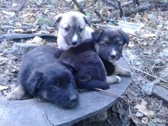 Щенки ждут своих хозяев. Фото 1.