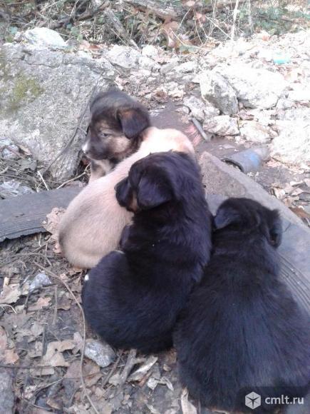 Щенки ждут своих хозяев. Фото 4.