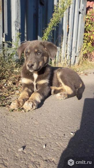 Щенки 3 месяца - в добрые руки. Фото 1.