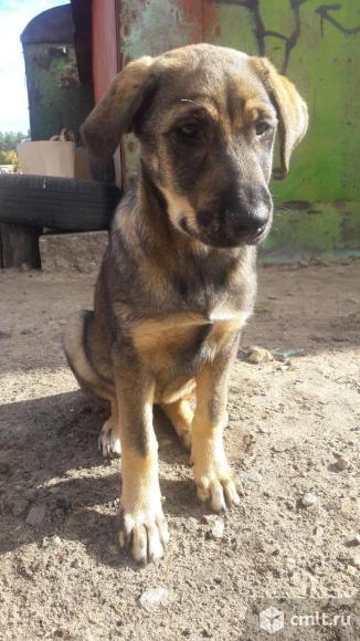 Щенки 3 месяца - в добрые руки. Фото 2.