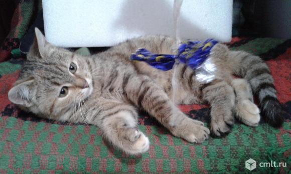 Кошечка британская, нужна помощь!. Фото 1.