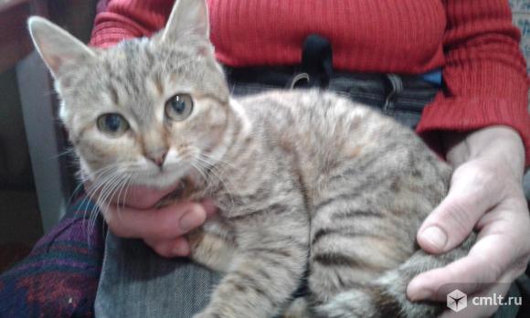 Кошечка британская, нужна помощь!. Фото 4.