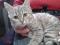 Кошечка британская, нужна помощь!. Фото 4.