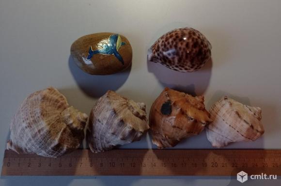 Морские ракушки раковины. Фото 4.