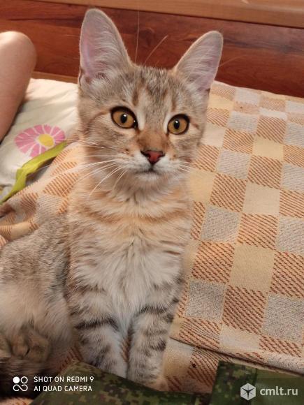 Отдам в добрые руки. Фото 1.