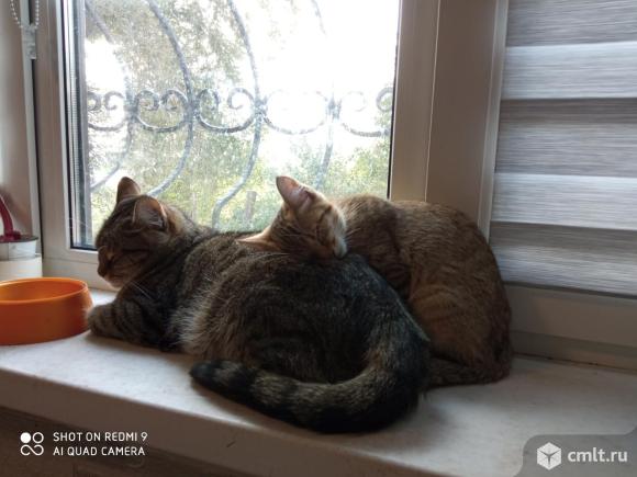 Отдам в добрые руки. Фото 8.