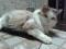 Красивая кошка Бонита. Фото 5.