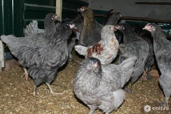 Молодка доминант. Фото 1.