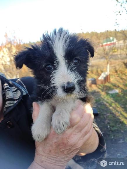 Щенкам нужен дом. Фото 1.