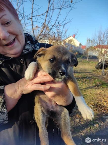 Щенкам нужен дом. Фото 4.