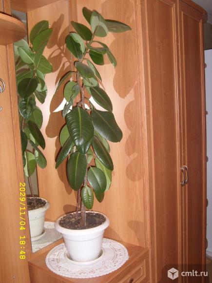 Фикус. Фото 1.