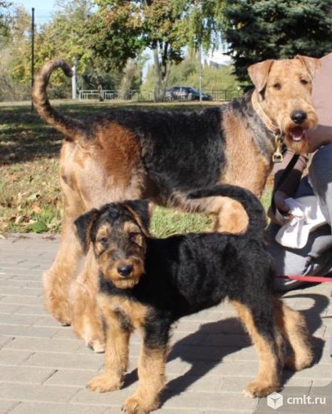 Эрдельтерьера щенок. Фото 1.