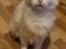Белоснежная красавица-кошка в хорошие руки. Фото 3.