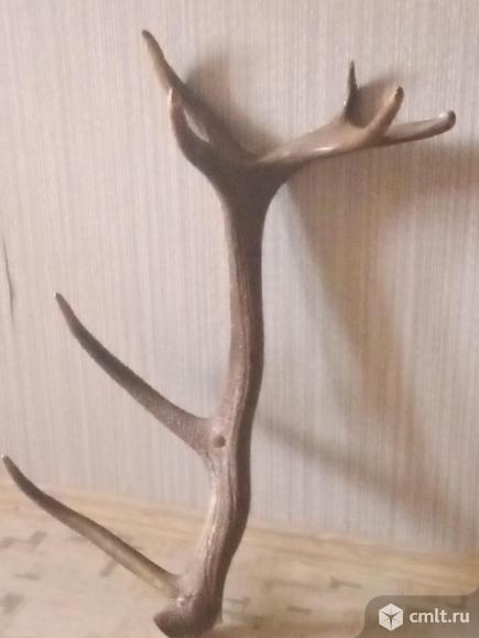 Покупаем рога оленя лося дорога.. Фото 1.