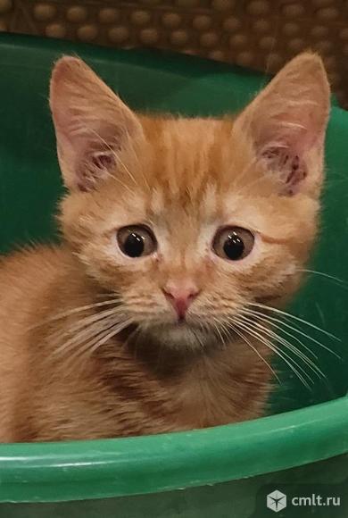 Рыжего катенка. Фото 1.