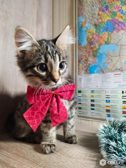 Котята в добрые руки. Фото 1.