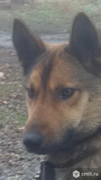 Щенки восточноевропейская овчарка. Фото 1.