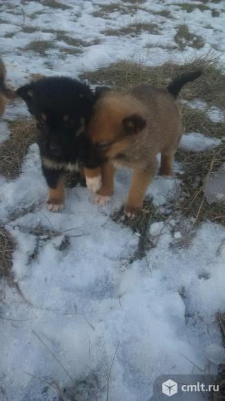 Щенки восточноевропейская овчарка. Фото 2.