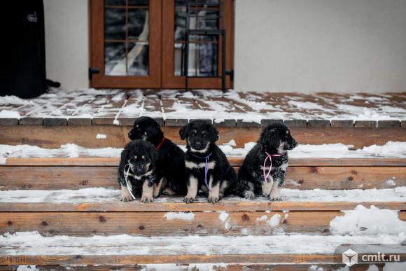 Щенки Хотошо (Бурятская Собака) питомник Наследие Бурятии. Фото 1.