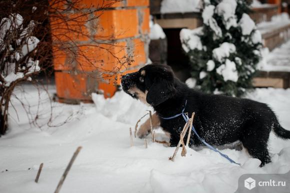 Щенки Хотошо (Бурятская Собака) питомник Наследие Бурятии. Фото 9.