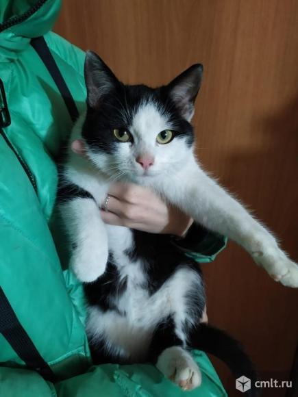 Найденыш в добрые руки. Фото 1.