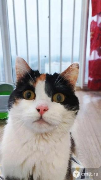 Кошка -богатка ищет дом. Фото 1.