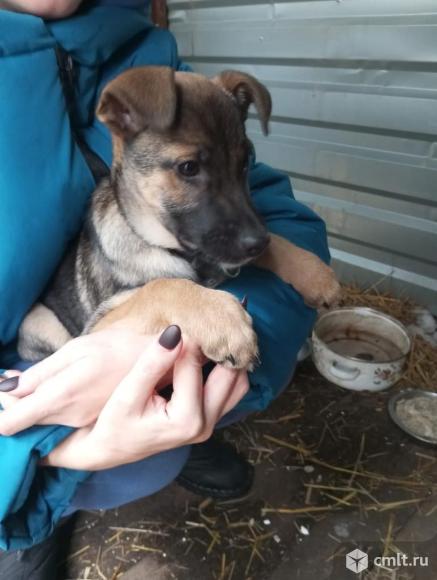 Кнопочка в добрые руки. Фото 1.