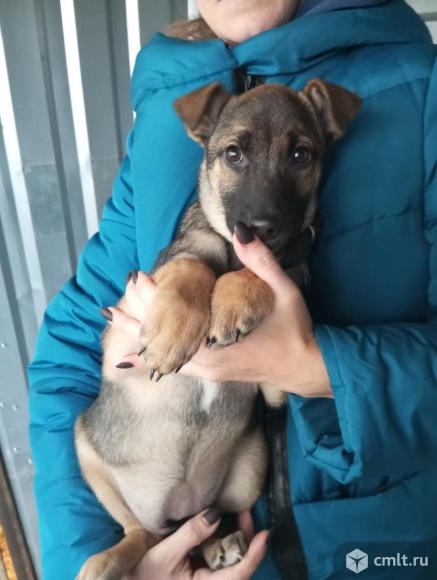 Кнопочка в добрые руки. Фото 3.