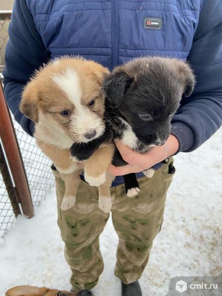Щенки бесплатно. Фото 1.