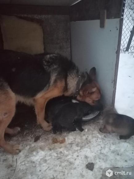 Щенки бесплатно. Фото 4.