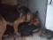 Щенки бесплатно. Фото 4.