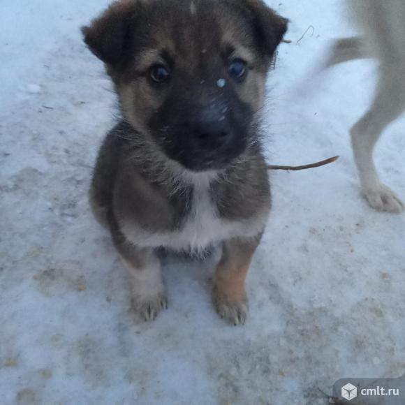 Щеночки от служебной собаки. Фото 1.