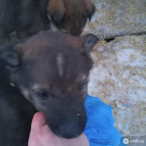 Щеночки от служебной собаки. Фото 4.