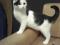Котенок - подросток черно-белого окраса. Фото 1.