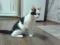 Котенок - подросток черно-белого окраса. Фото 2.