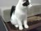 Котенок - подросток черно-белого окраса. Фото 3.