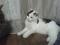 Котенок - подросток черно-белого окраса. Фото 4.