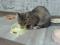 Миниатюрная кошка серо - золотистого окраса. Фото 4.