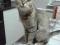 Миниатюрная кошка серо - золотистого окраса. Фото 2.