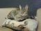 Миниатюрная кошка серо - золотистого окраса. Фото 5.